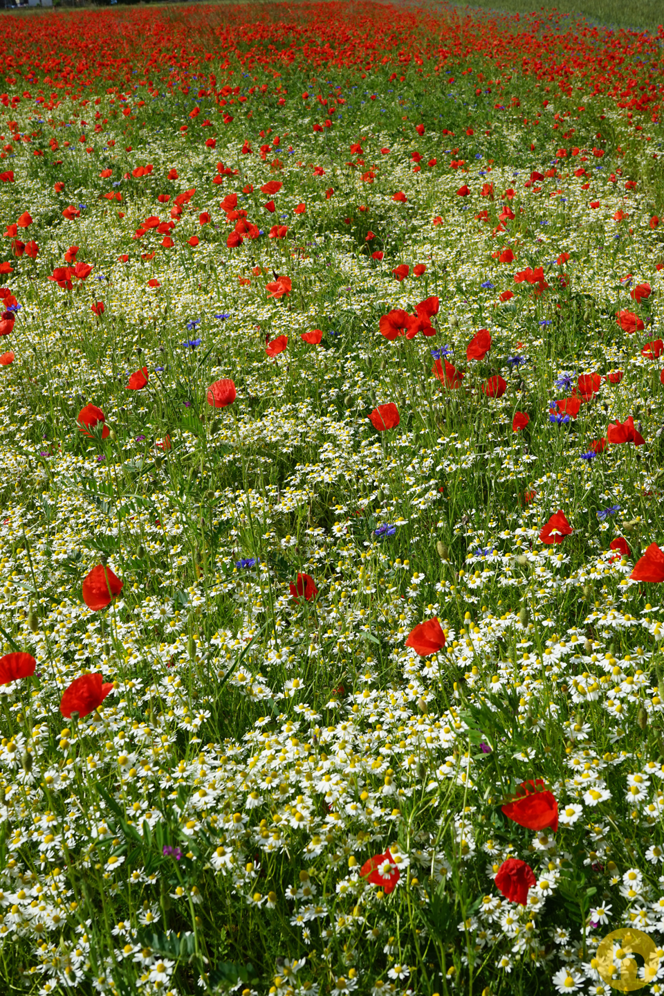 Blumenwiese