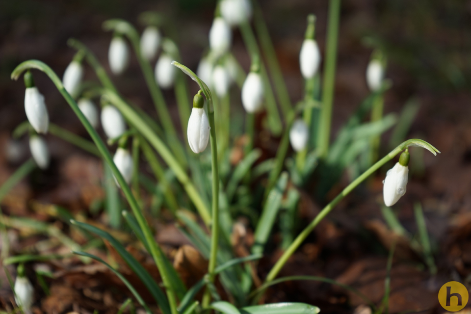 Frühlingsboten