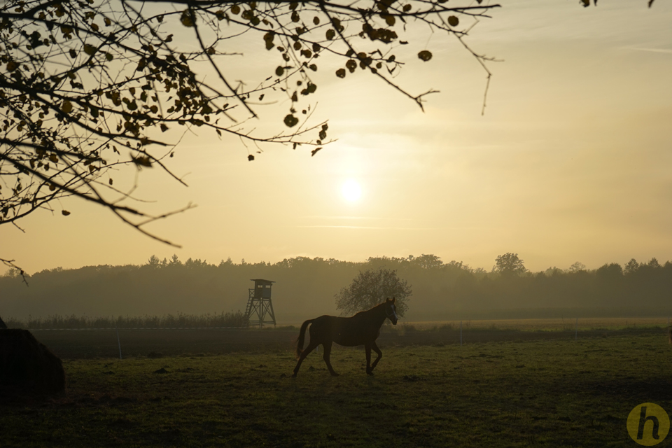 Koppel im Herbst