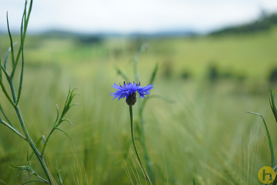 Kornblume