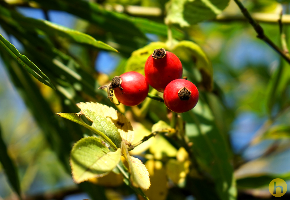 Nussfrucht