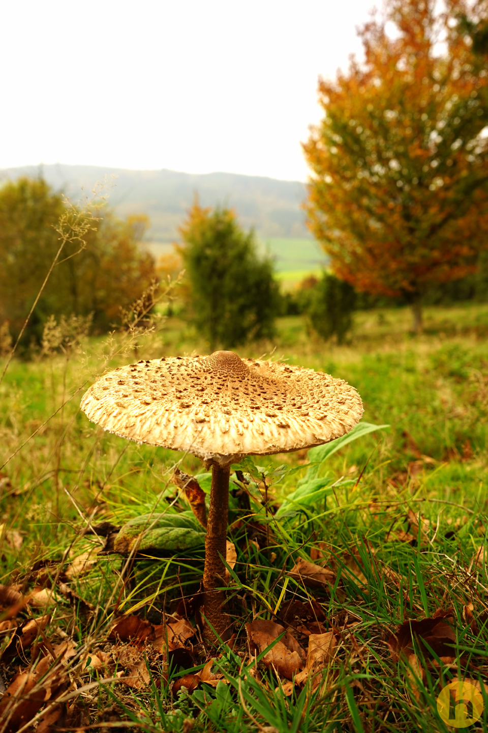 Pilz
