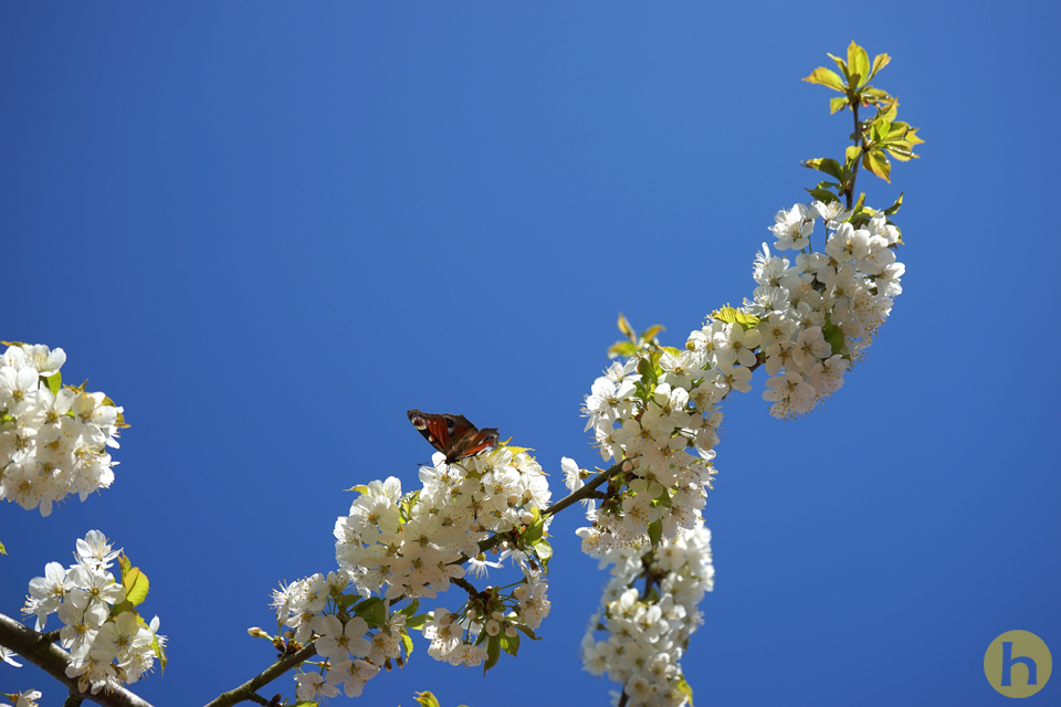 Schmetterling