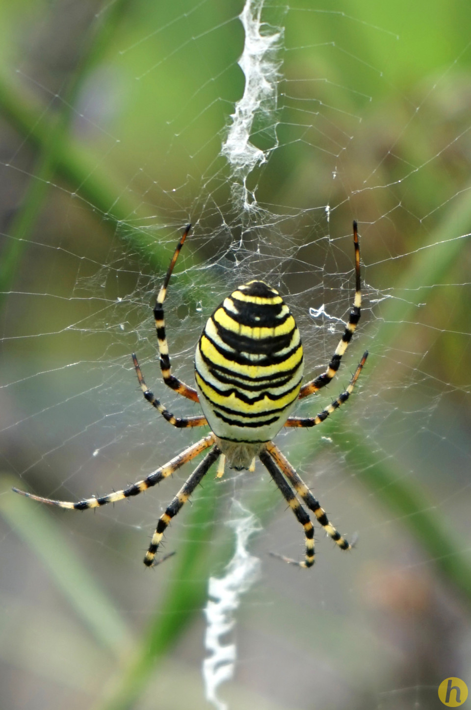 Spinne