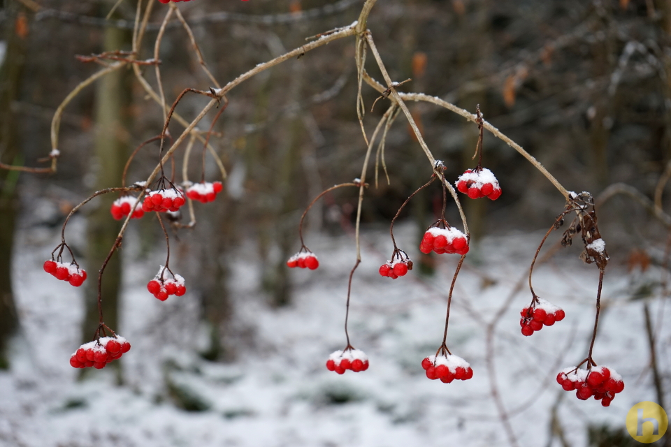 Natur-Mobile